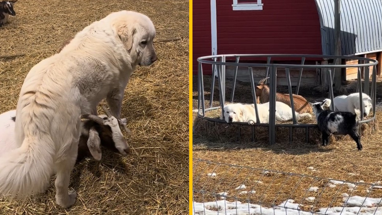 Tento pes berie svoj „ochranný mód“ až príliš vážne. Nikto nemôže ublížiť jeho obľúbenej koze ani kozliatkam