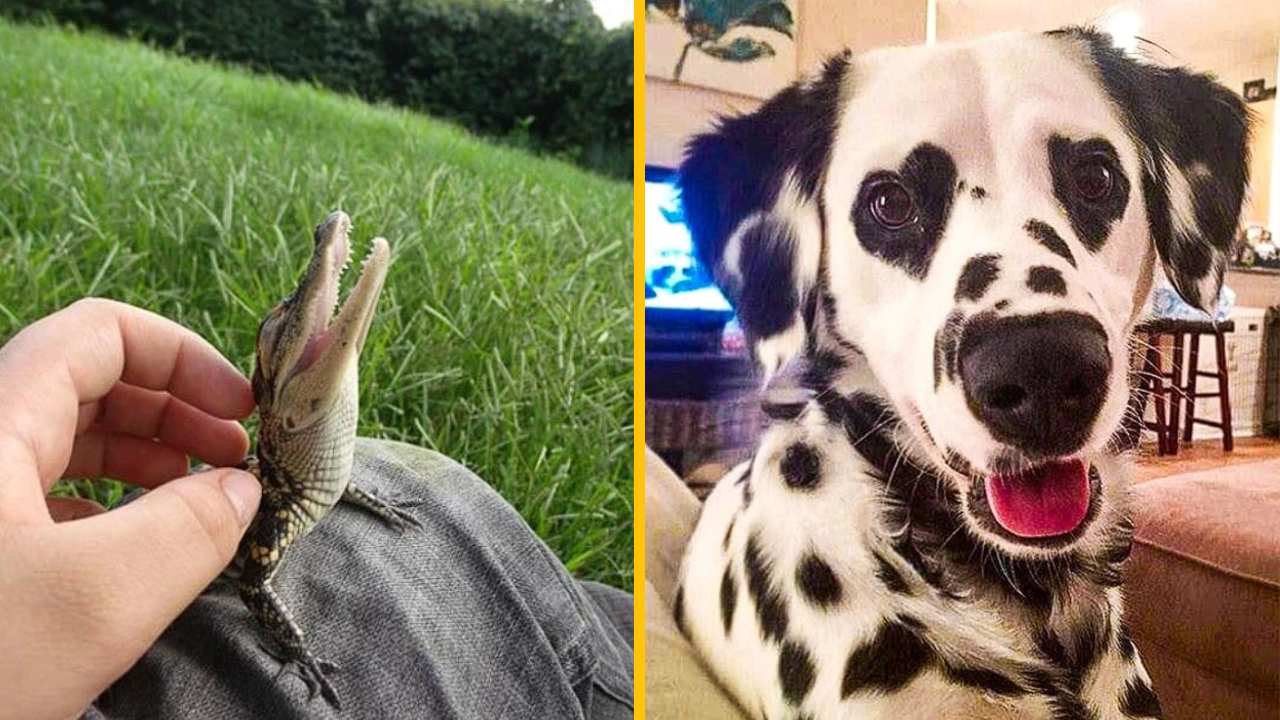 Týchto 11 fotografií hneď zaženie všetok stres