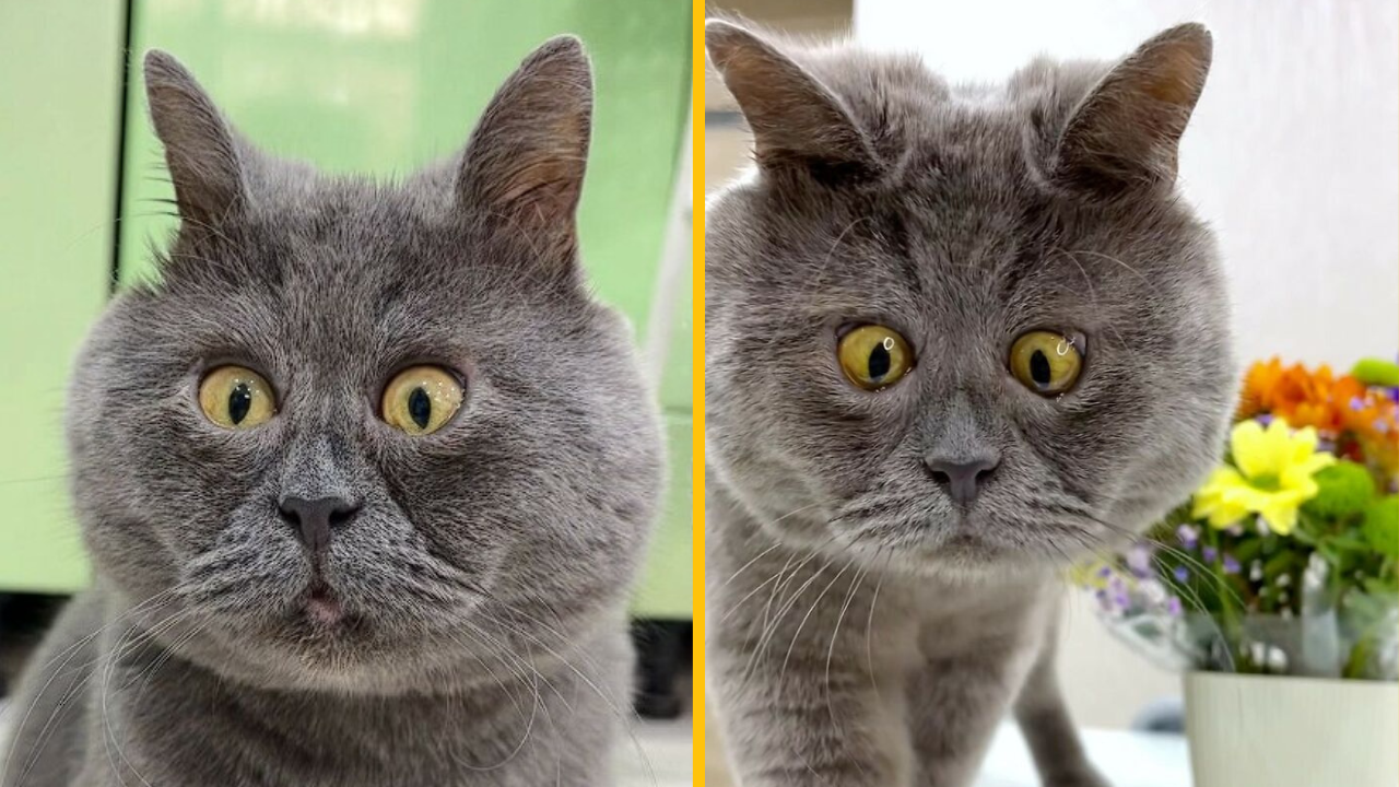 Kocúr menom Feďa sa stal pre svoj netradičný vzhľad internetovou senzáciou