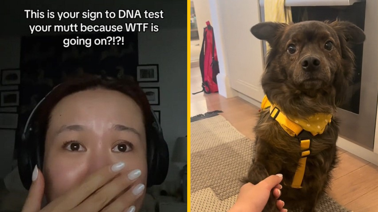 Žena nechala spraviť svojmu psovi DNA testy. To, čo zistila, však rozhodne nečakala