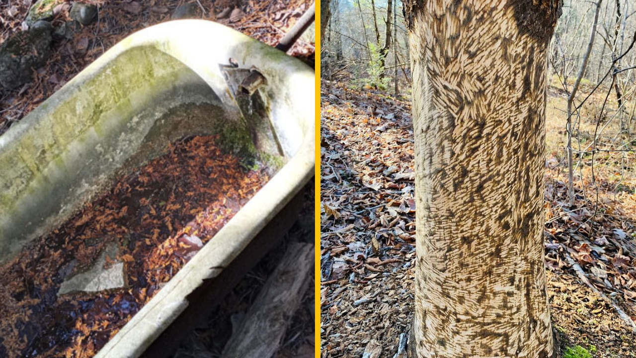 10 nečakaných vecí, ktoré našli ľudia v lese