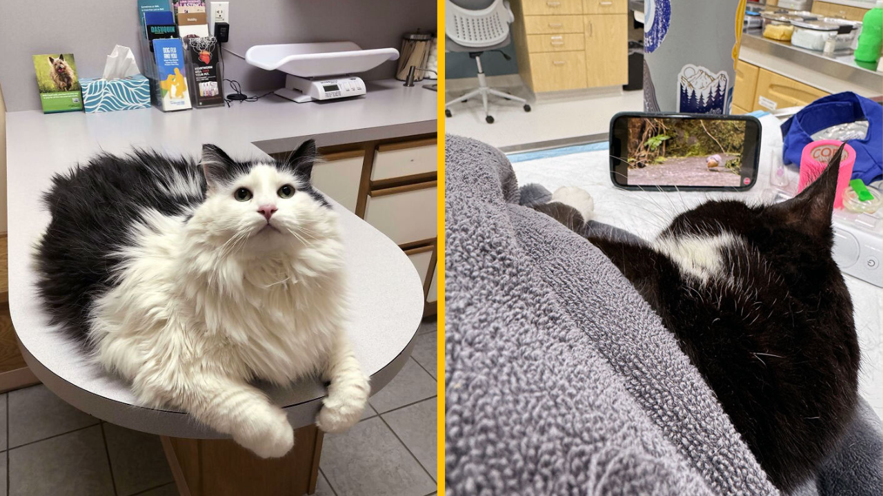 11 fotografií z veterinárnej kliniky, za ktorými sa skrýva silný príbeh