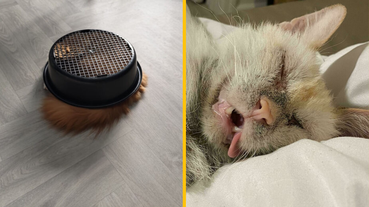 Týchto 10 mačiek potešilo svojich majiteľov svojou bláznivosťou