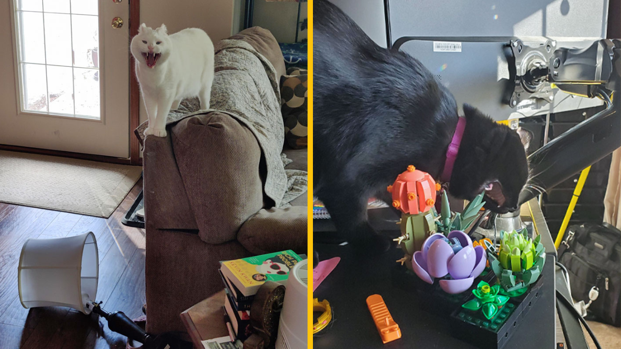 Týchto 10 mačiek je chodiacou katastrofou (1. časť)