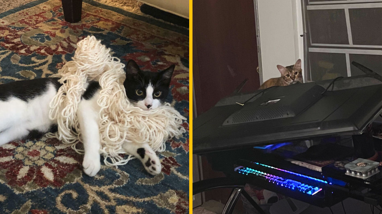 Týchto 10 mačiek je chodiacou katastrofou (2. časť)