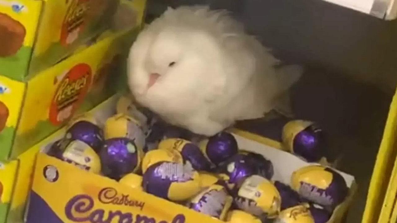 Zmätená holubica poskytla nakupujúcim v Tescu bizarný pohľad. Zahniezdila sa v čokoládových vajíčkach