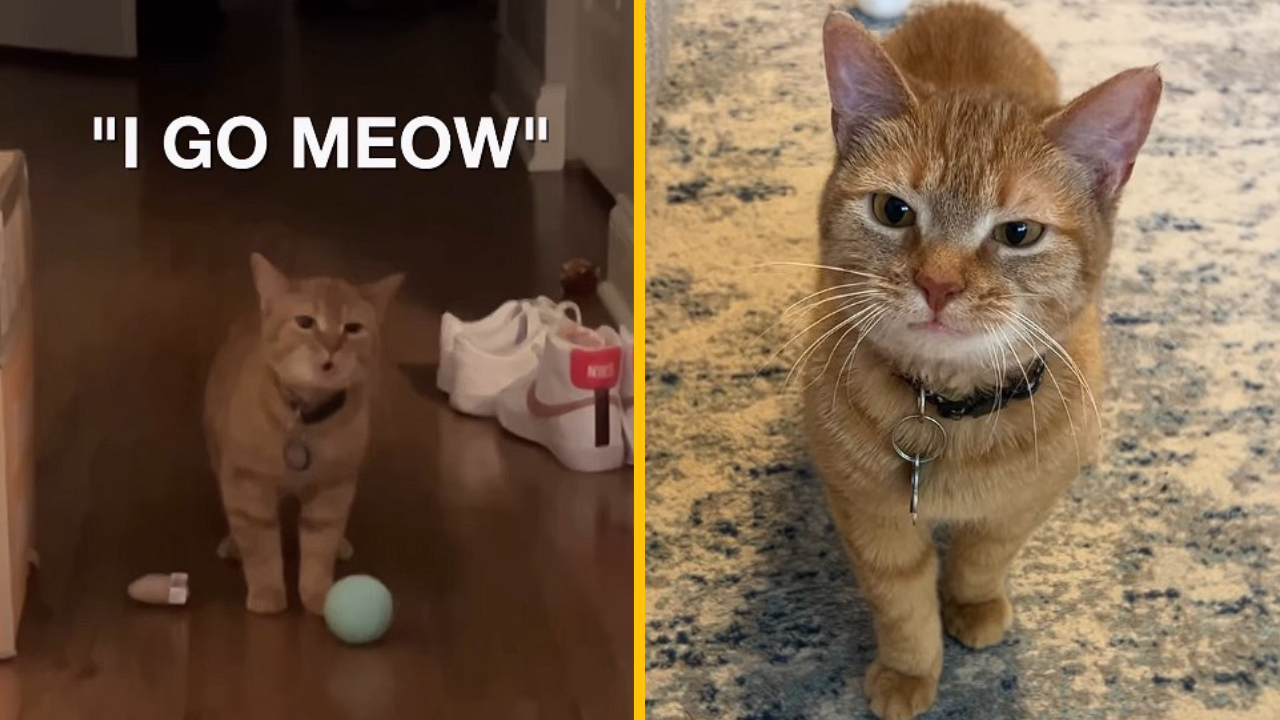 Smutné správy pre všetkých fanúšikov „I go meow“. Zomrela mačka Cala