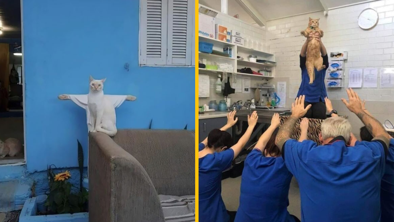 Týchto 11 fotografií dokazuje, že sem boli mačky poslané z neba