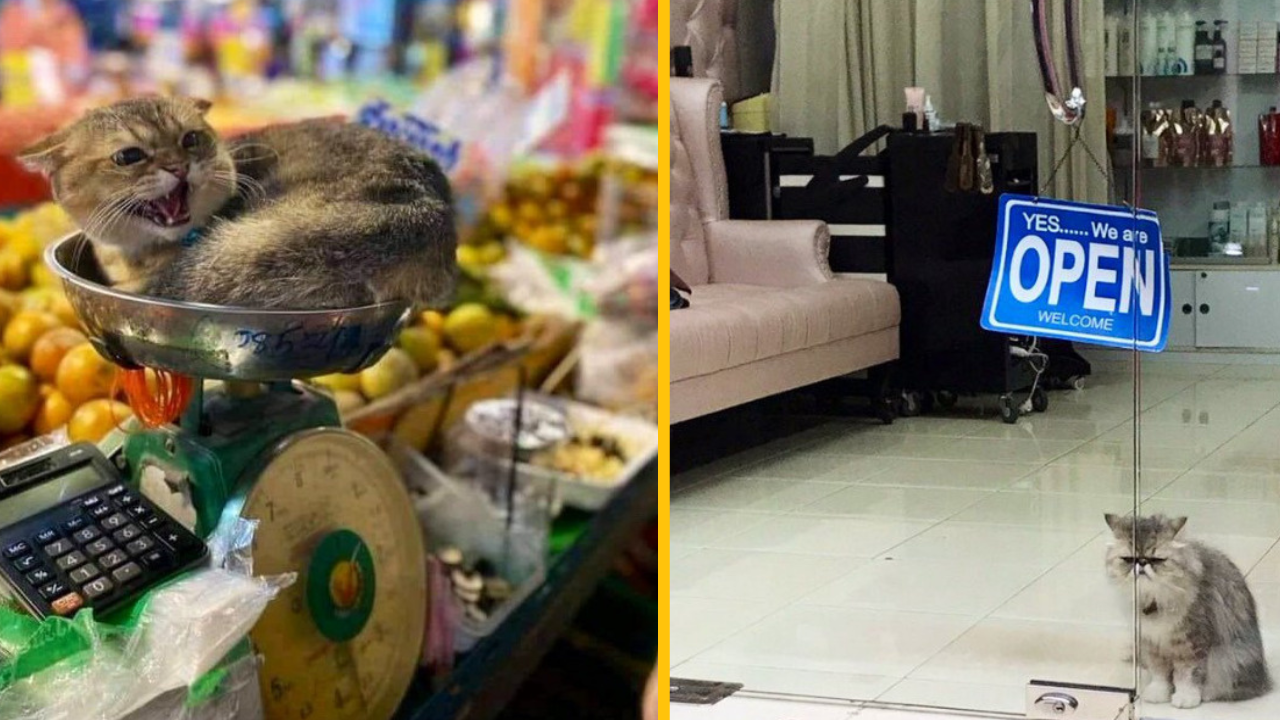 15 mačiek, ktoré vládnu menším obchodom #1