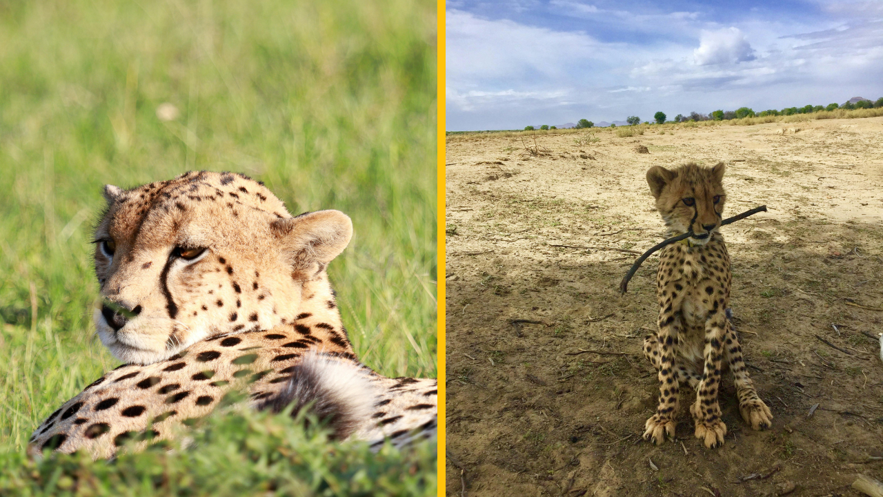 Úplne prvého jaguára splodeného umelým oplodnením zožrala jeho matka hneď po narodení