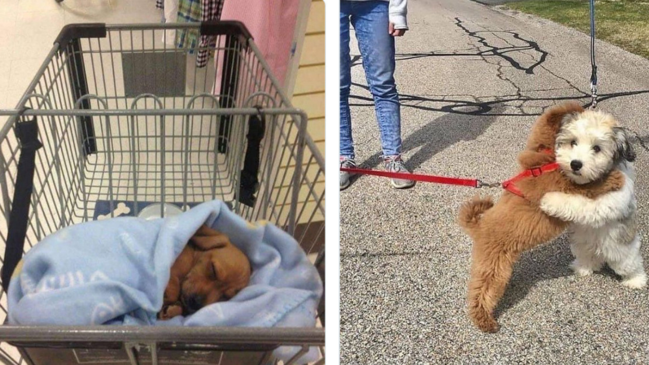 13 roztomilých šteniatok v náhodných situáciách #1