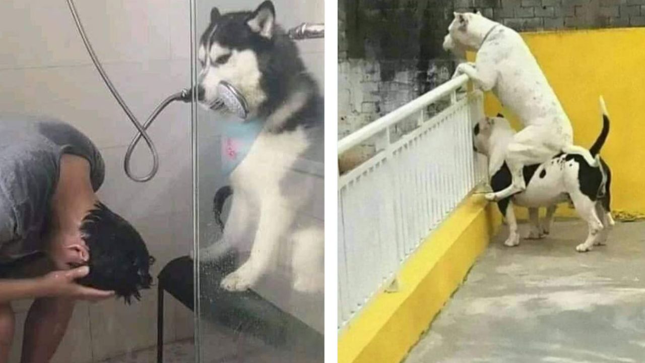 13 roztomilých šteniatok v náhodných situáciách #2