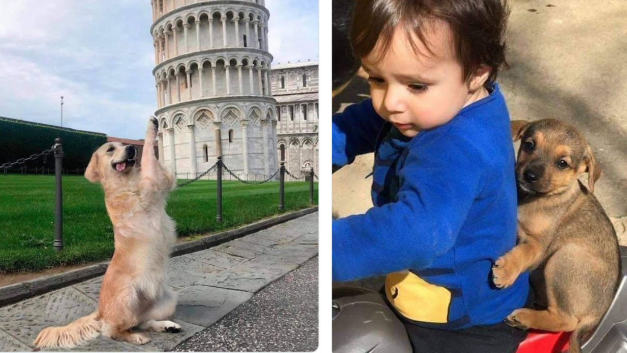 13 roztomilých šteniatok v náhodných situáciách