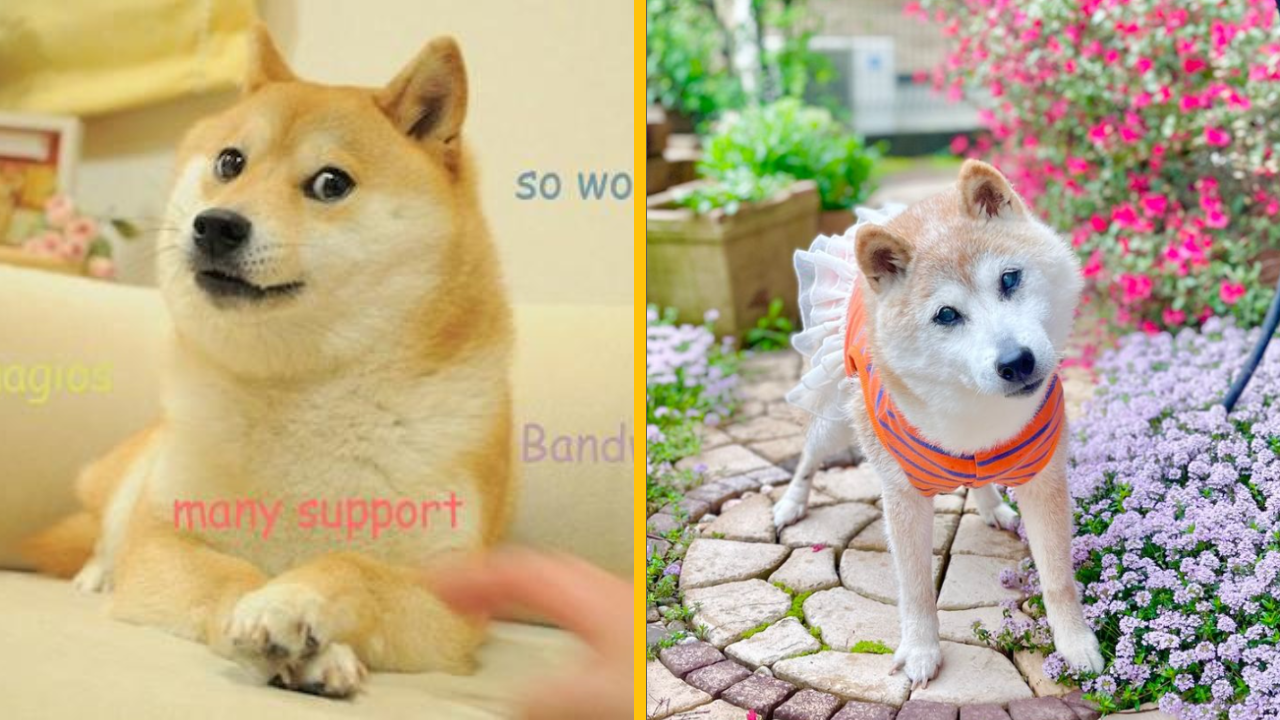 Shiba inu, ktorý inšpiroval meme „doge“, zomrel
