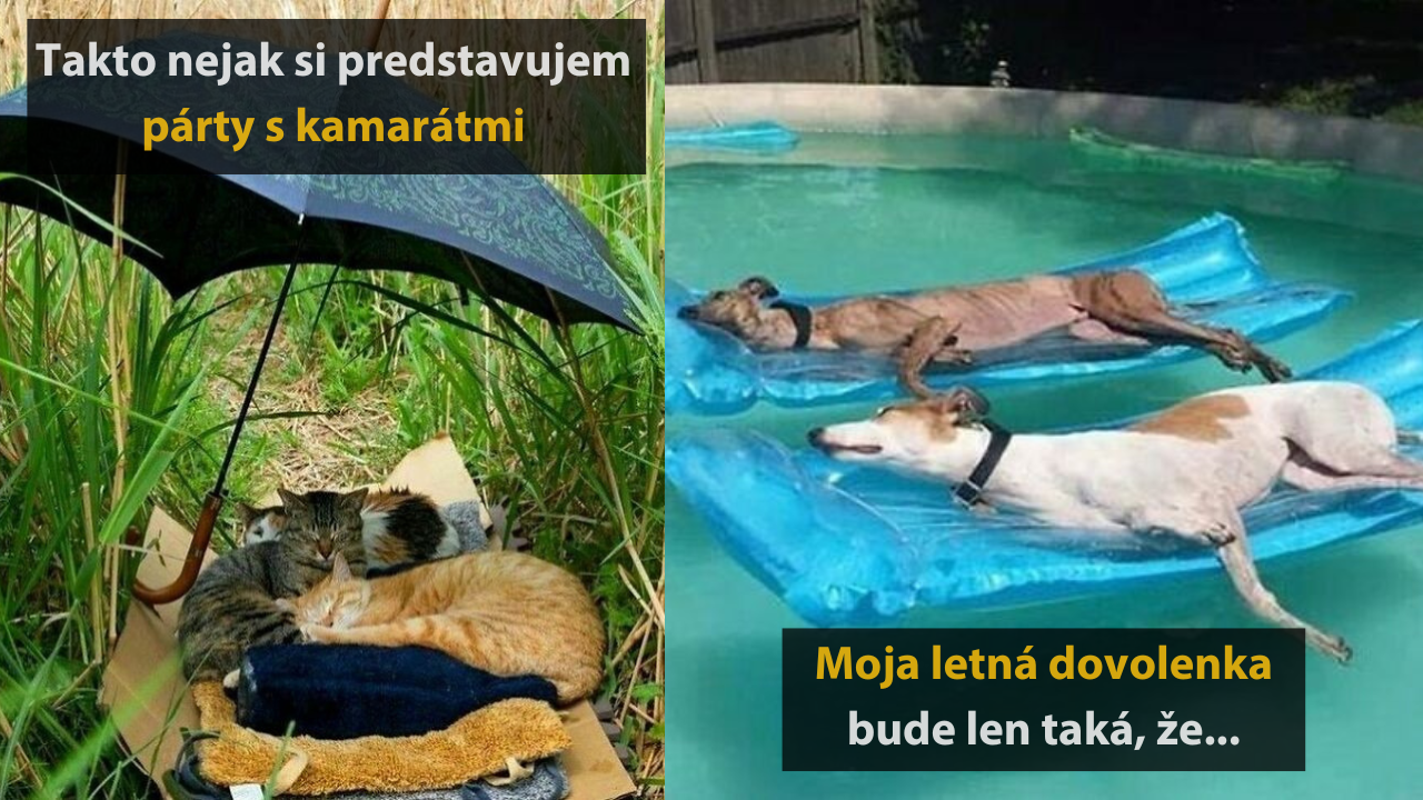 15 vtpných zvieracich fotografií, ktoré vám zlepšia náladu #2