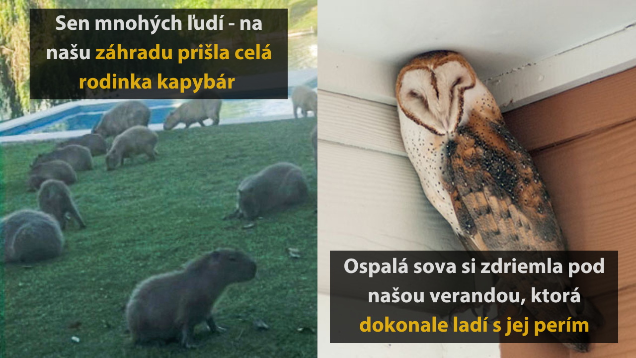 Nečakané stretnutia s prírodou – 15 vtipných obrázkov #3