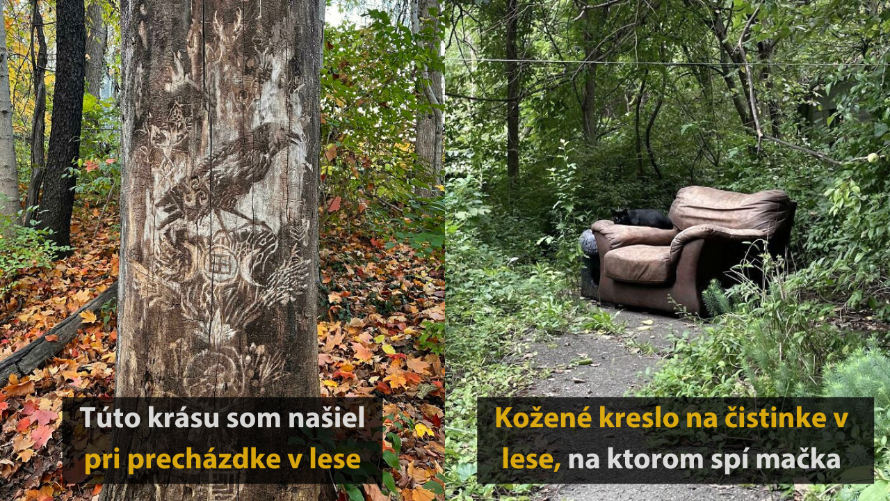 15 zaujímavých a niekedy až bizarných vecí, ktoré našli ľudia v lese #1