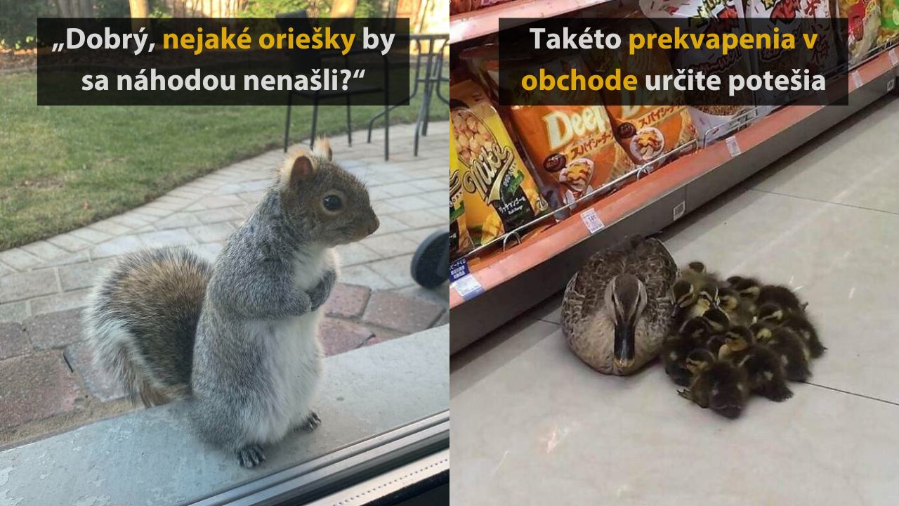 Nečakané stretnutia s prírodou – 15 vtipných obrázkov