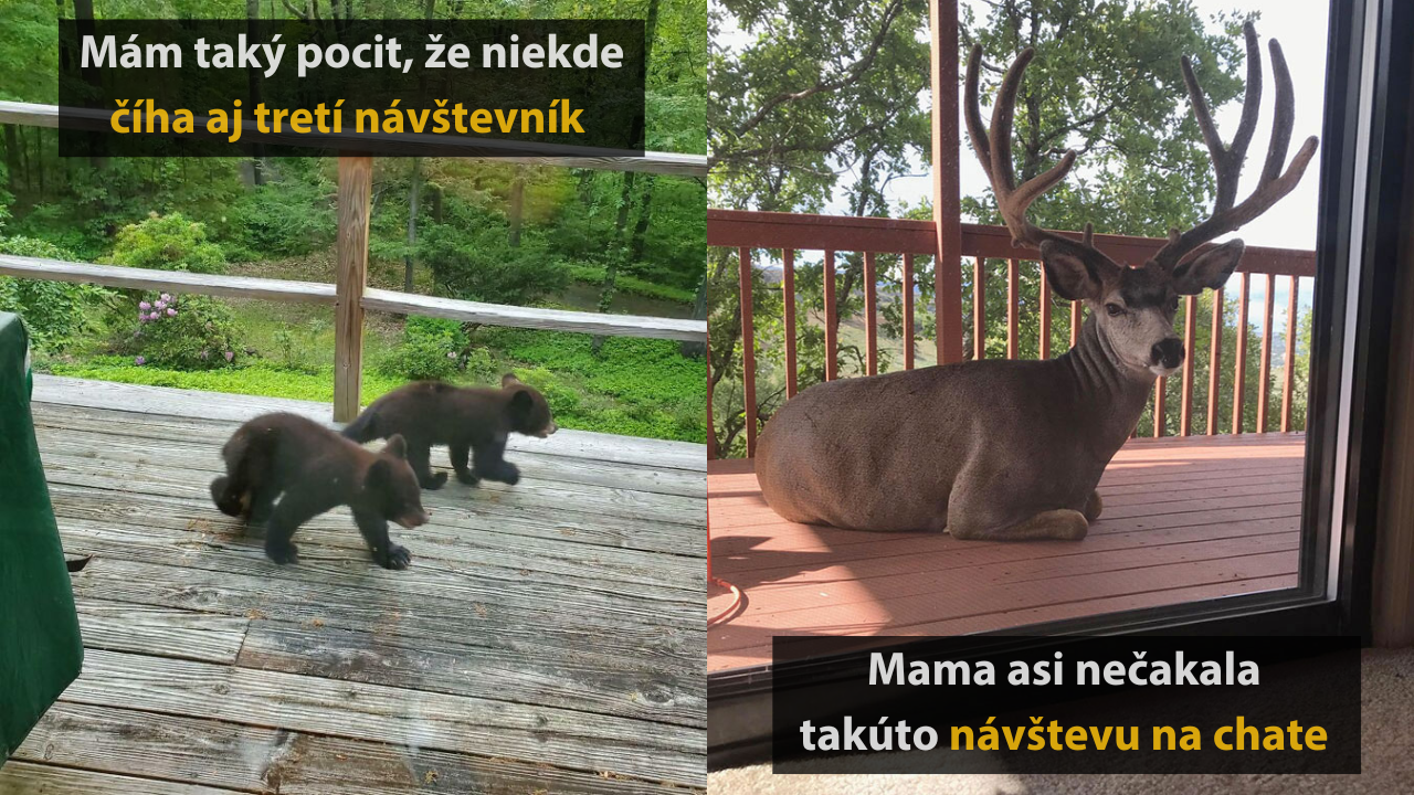 Nečakané stretnutia s prírodou – 15 vtipných obrázkov #2