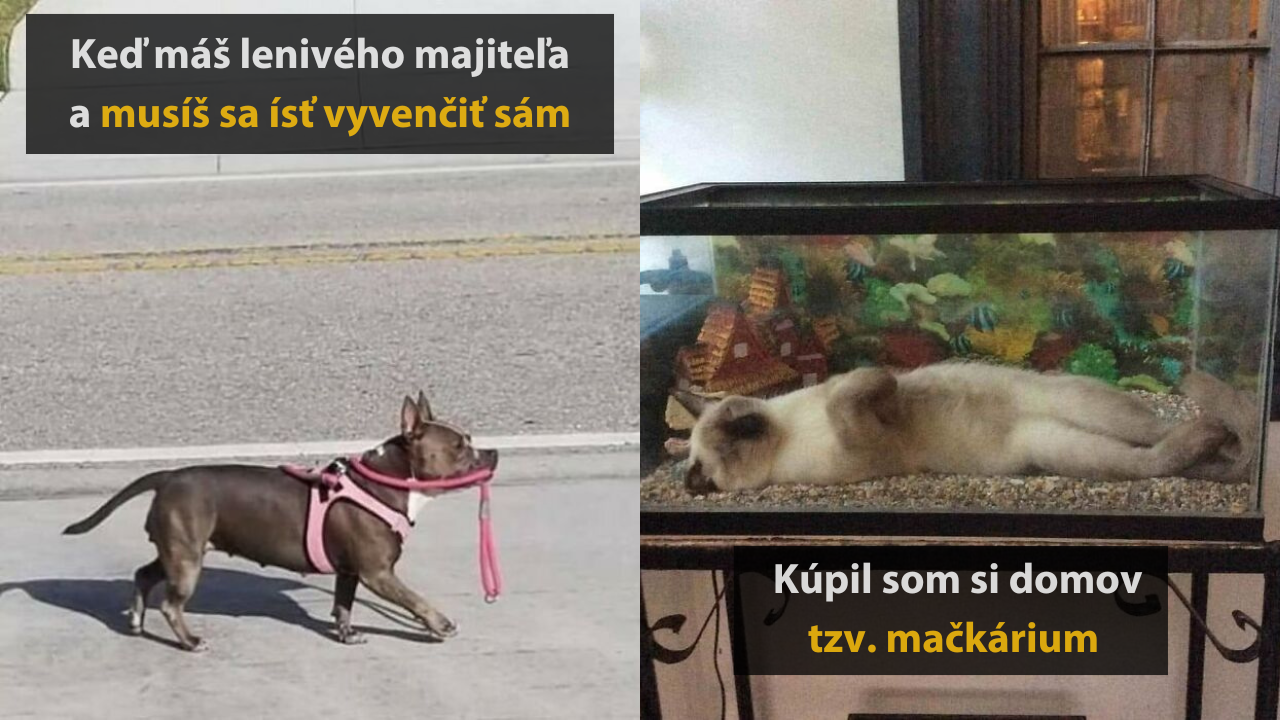 15 vtpných zvieracich fotografií, ktoré vám zlepšia náladu #1