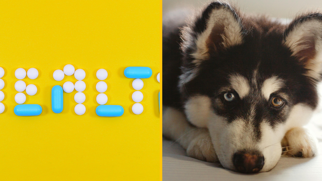 Žena bola varovaná, aby vyhľadala lekársku pomoc, keď sa okolo nej pes začne správať zvláštne