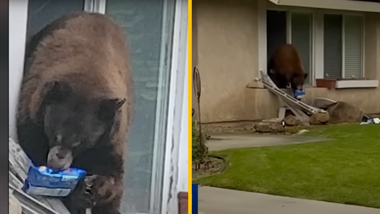 Medveď sa vlámal do domu a odniesol si odtiaľ balíček Oreo ušienok