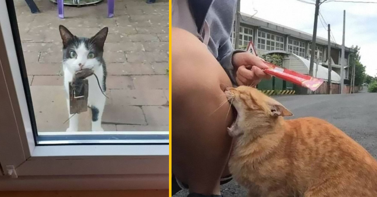 15 fotografii, ktoré ti ukážu ako zábavný je život s mačkami