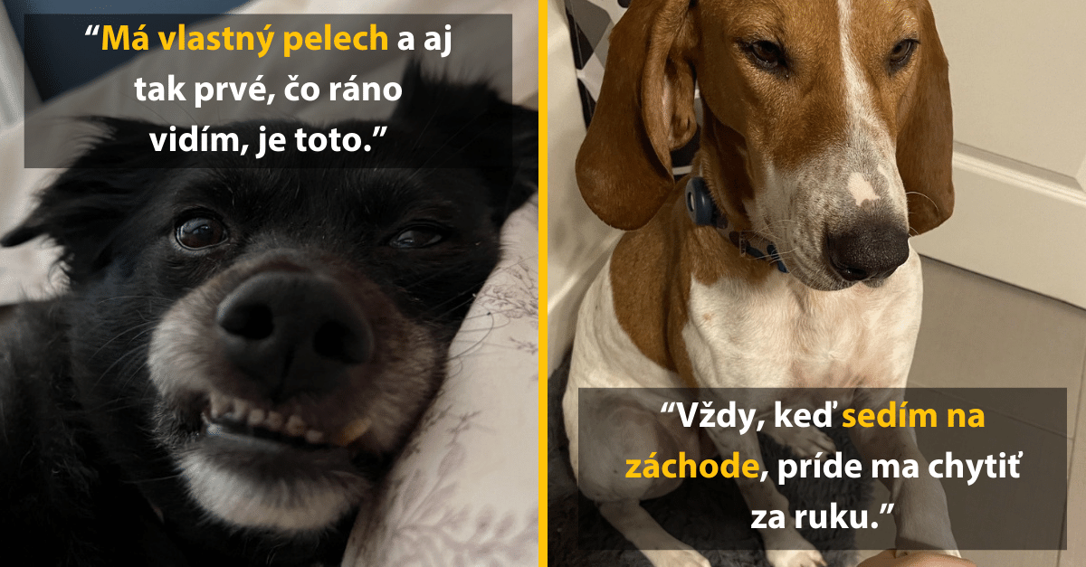 13 veselých fotografií: Keď ste so svojím domácim maznáčikom rovnaká krvná skupina?