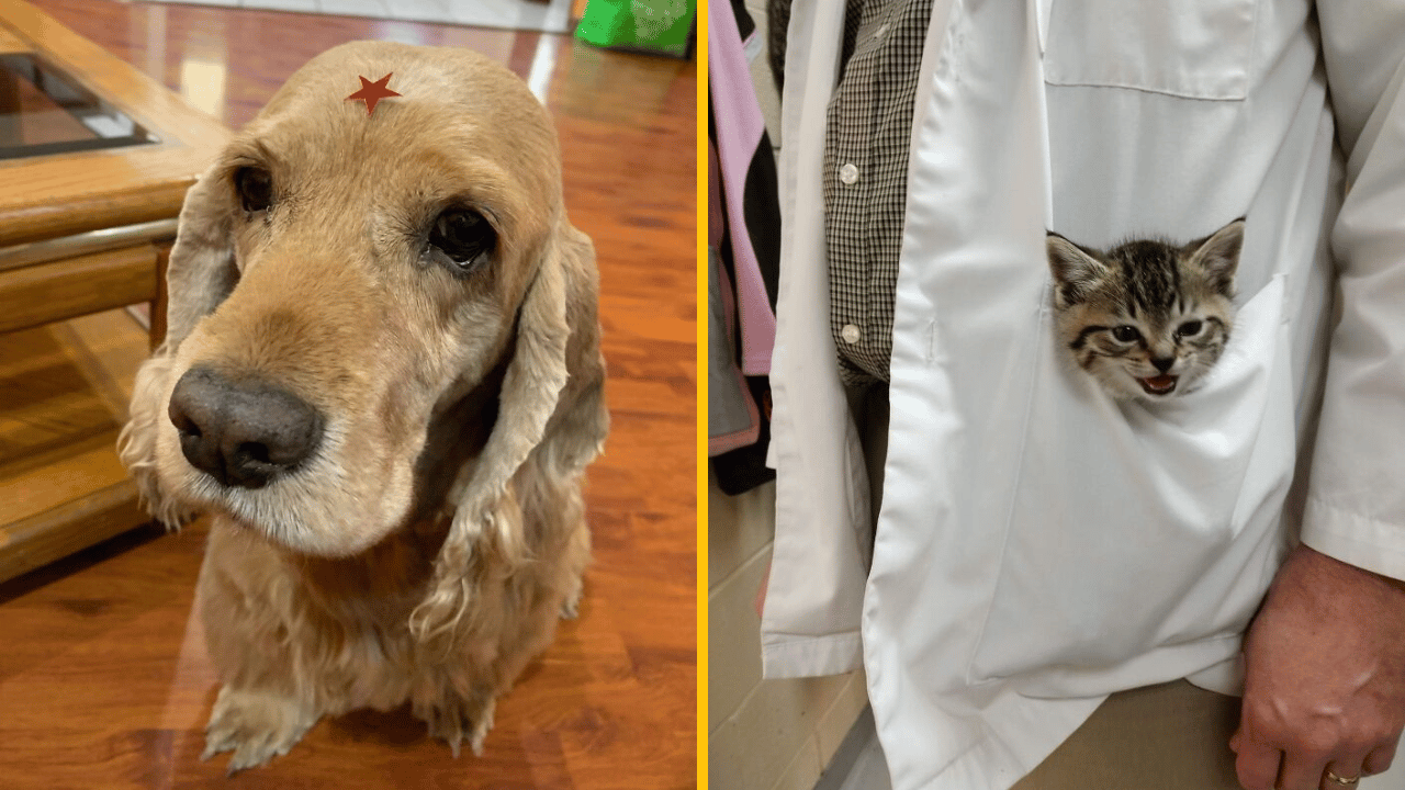 10 záberov z veterinárnych ambulancií, ktoré ti zdvihnú náladu