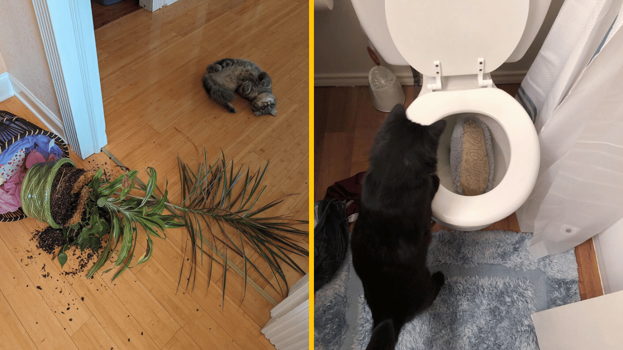 10 vtipných záberov mačiek, ktoré boli prichytené pri čine