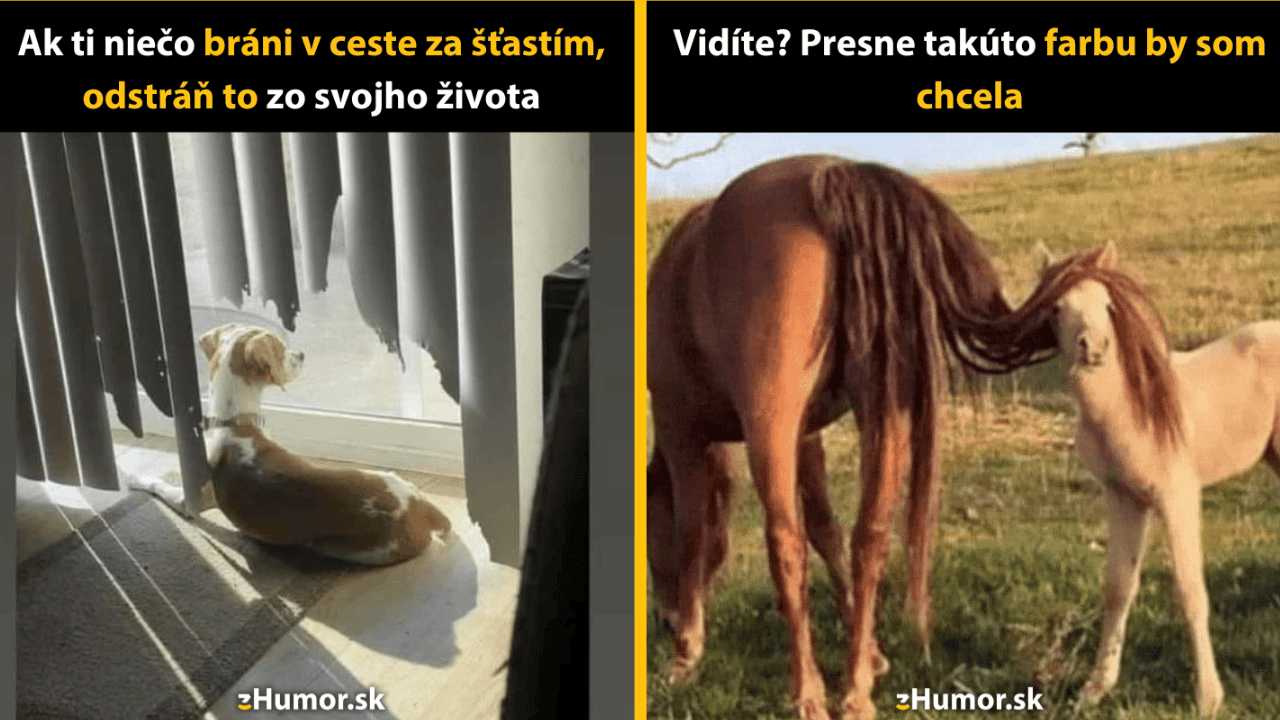 Denná dávka smiechu: 10 memečiek z ríše zvierat