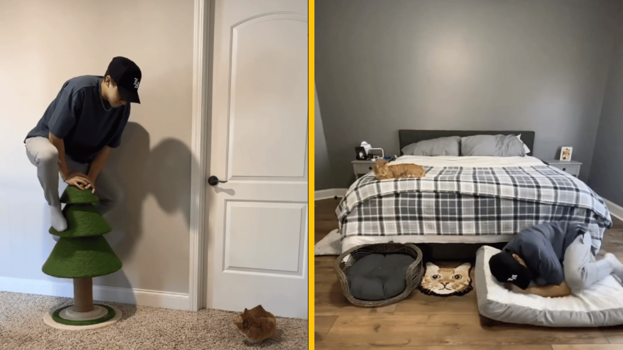 Muž si na jeden deň vymenil život so svojou mačkou – vtipné zábery