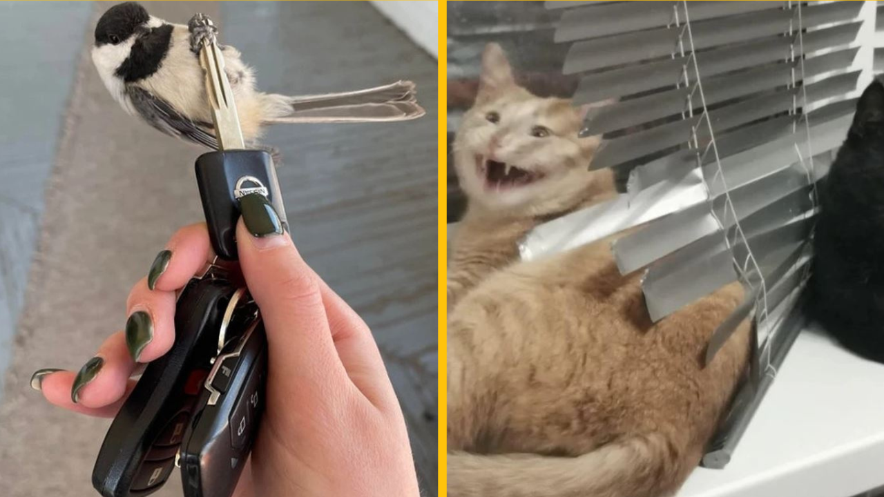 Fotografie, na ktorých ľudia s trochou šťastia zachytili niečo jedinečné