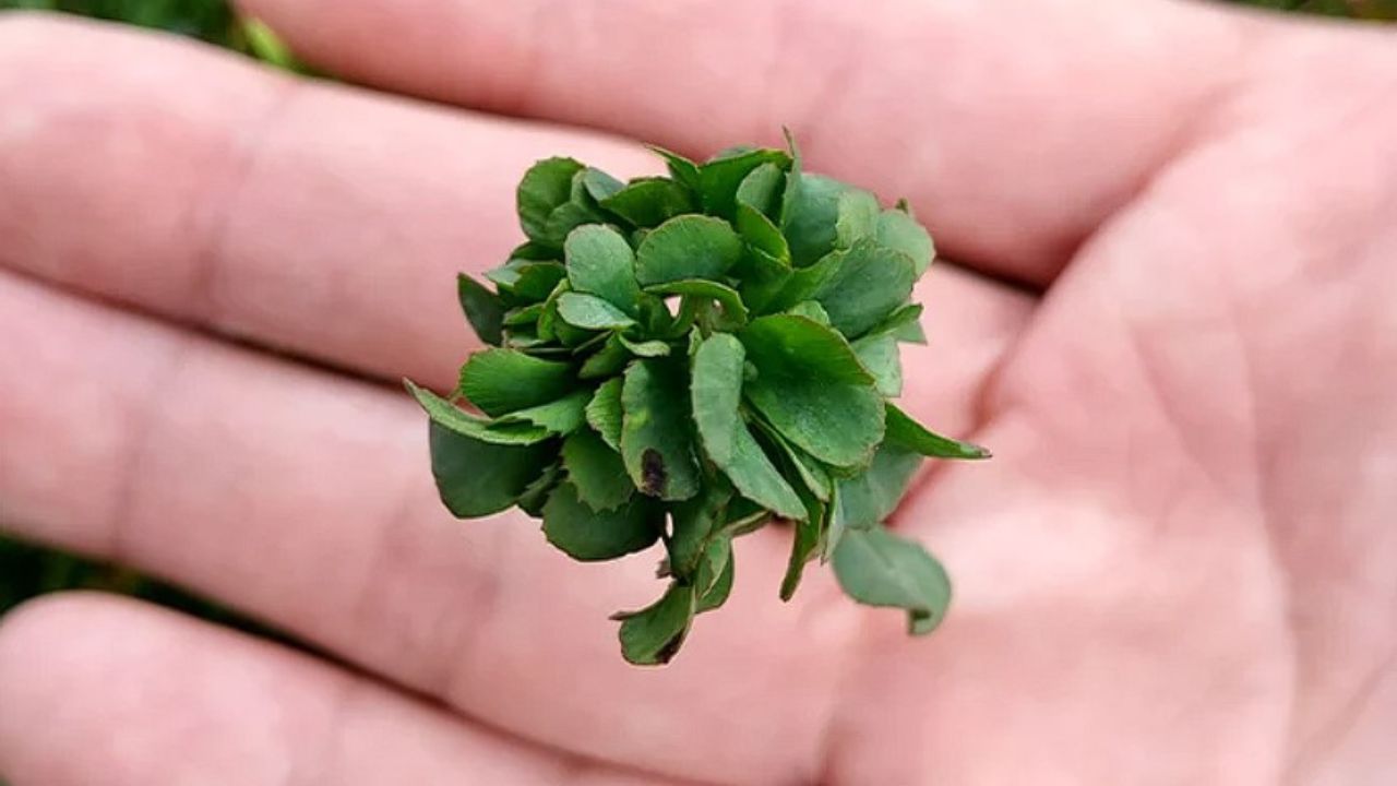 Yoshiharu je najšťastnejším mužom sveta. Podarilo sa mu vypestovať „trojlístok“ s 63 lístkami