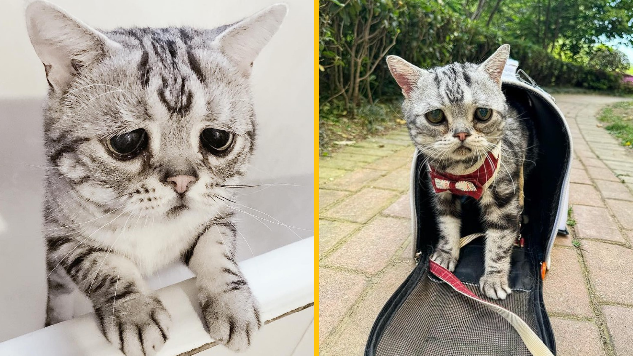 Tejto smutnej mačičke veterinári nedávali veľa šancí, kocúr Luhu však všetkých prekvapil