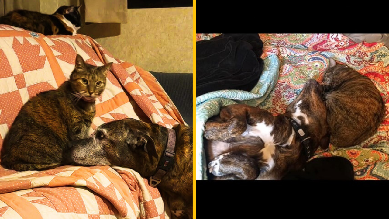 Video tejto dvojice sa stalo rýchlo virálnym: Zobrazuje nerozlučné priateľstvo mačky a psa