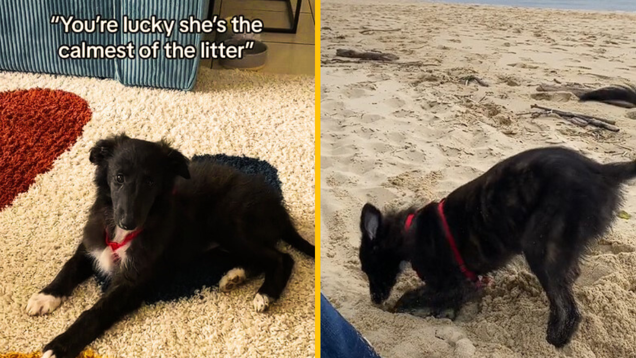 Pár sa rozhodol adoptovať si najpokojnejšie šteniatko z vrhu. Bola to však len pretvárka