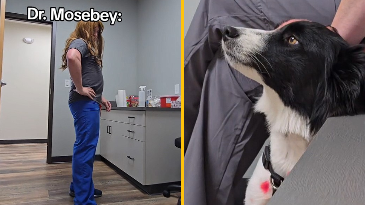 Fenka neznáša mužov, to však nezastavilo tohto kreatívneho veterinára. Rozhodol sa s ňou zblížiť týmto spôsobom