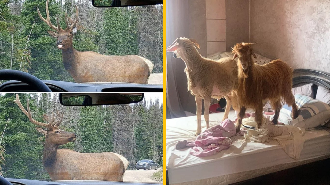 12 zvierat, ktoré sa rozhodli šokovať majiteľov svojím správaním