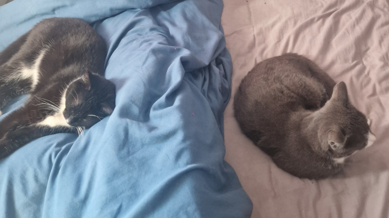 Žena vošla do spálne a v posteli si našla štyri mačky. Problém je v tom, že vlastní len tri