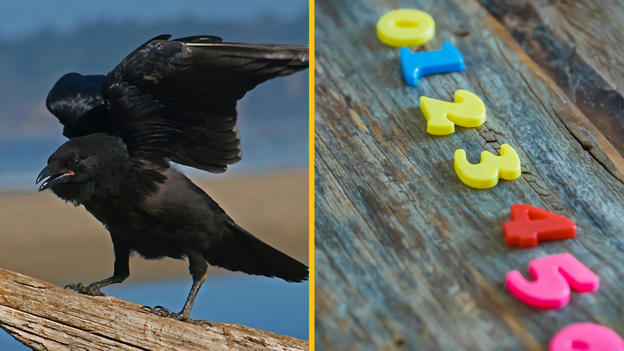 Nová štúdia odhalila šokujúcu informáciu – vrany dokážu počítať! Robia to rovnako ako deti
