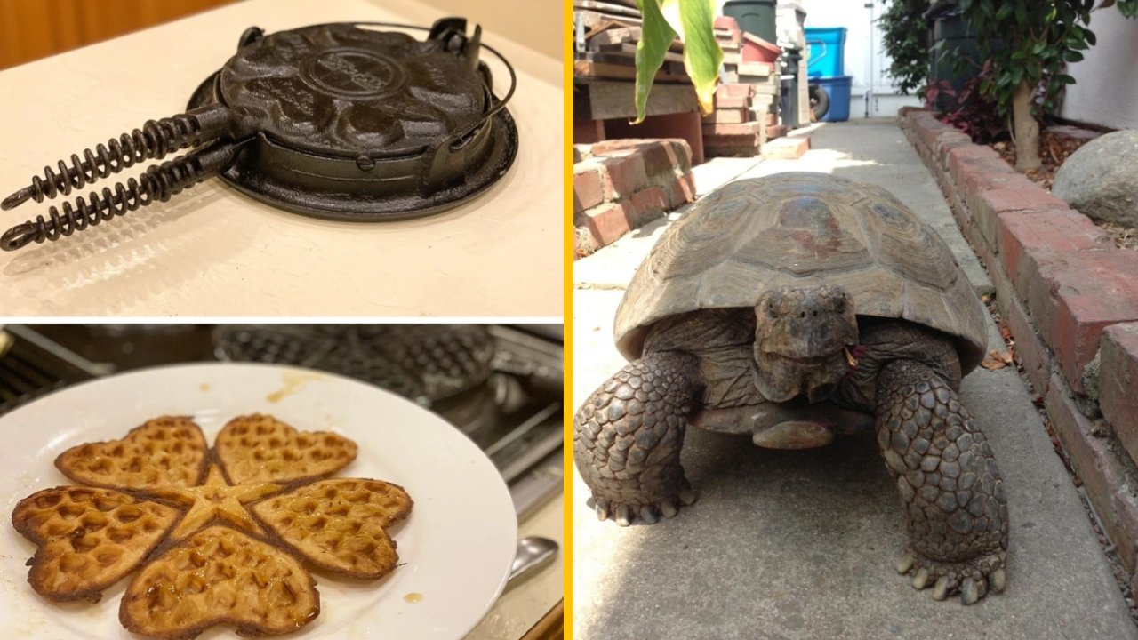 Týchto 10 fotografií dokazuje, že dedičstvo nie je vždy niečo predvídateľné