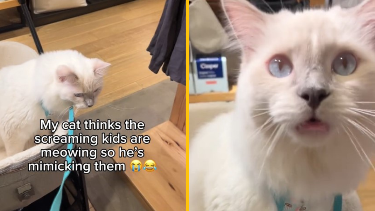Internet ovládla mačka, ktorá napodobuje krik detí. Myslí si totiž, že ide o povel a oni ju mätú