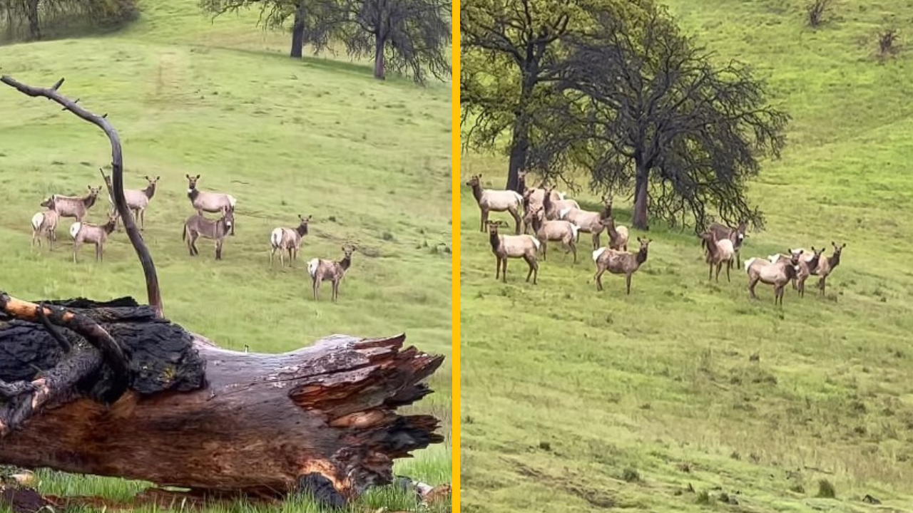 Pred piatimi rokmi sa stratil. Oslíka Diesela našiel poľovník, ktorý zachytil, ako teraz žije so stádom losov