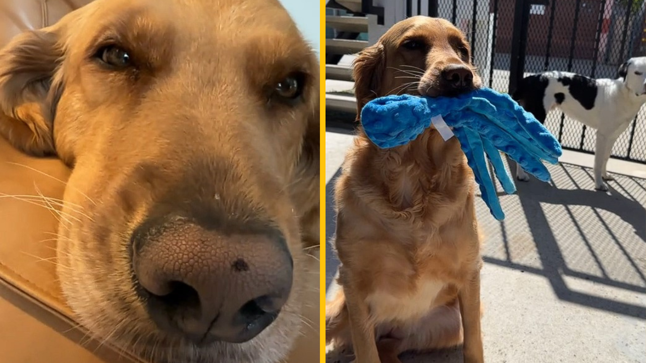 Majiteľka konečne zistila, prečo má jej pes neustále mokré ucho. Na tento dôvod by ste nikdy neprišli