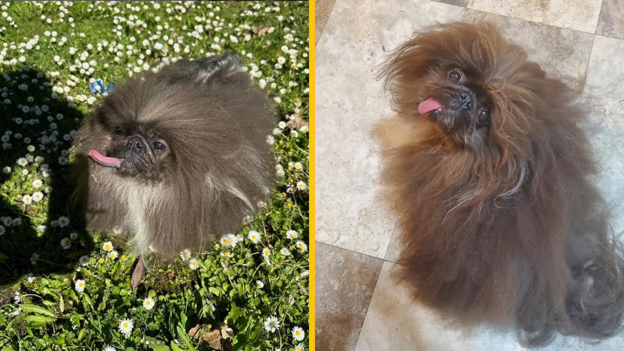 Pozrite sa na víťaza titulu „Najškaredšieho psa na svete“