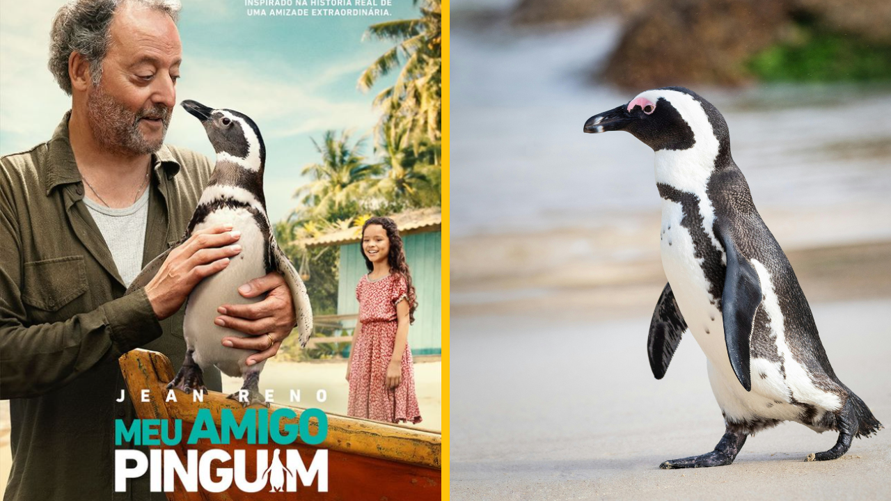 Nádherný film o ľudstve „My Penguin Friend“ ukazuje bezmedznú lásku človeka a zvieraťa
