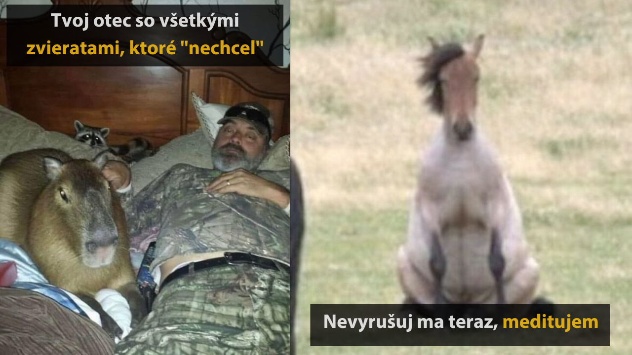 10 vtipných fotiek domácich miláčikov, ktorá vás dostanú do kolien #2