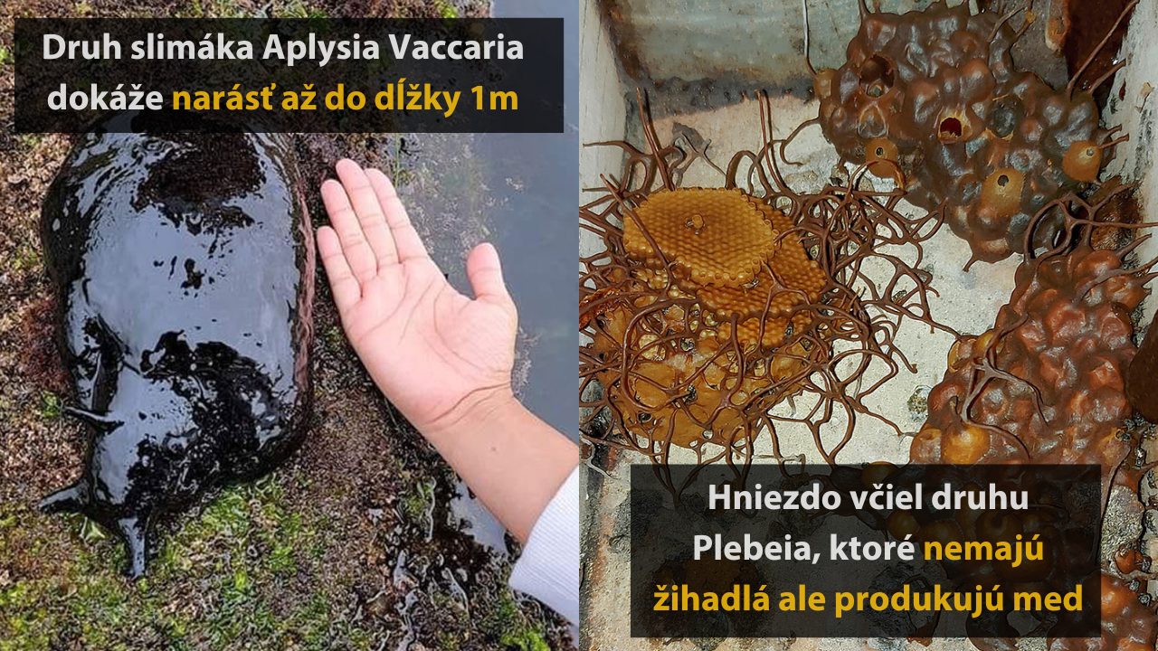 10 obrázkov, ktoré dokazujú, že príroda môže byť krásna, no aj desivá #1