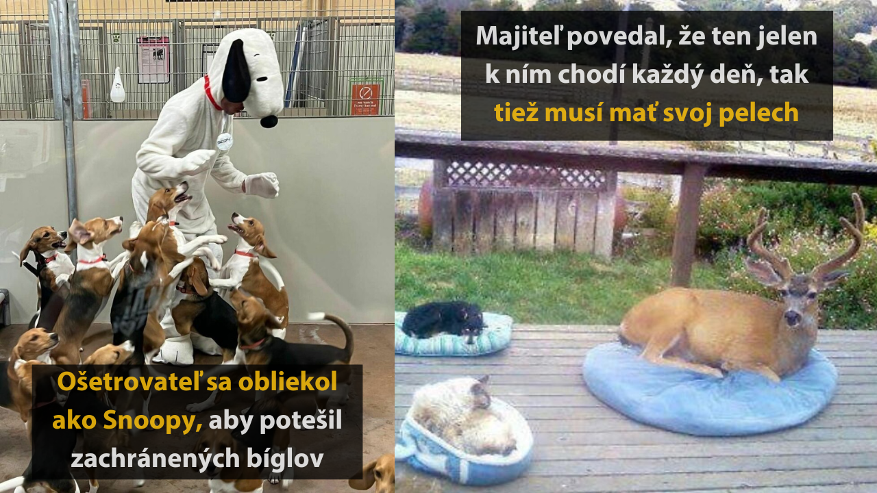10 roztomilých fotografií, ktoré vám okamžite zlepšia deň #1